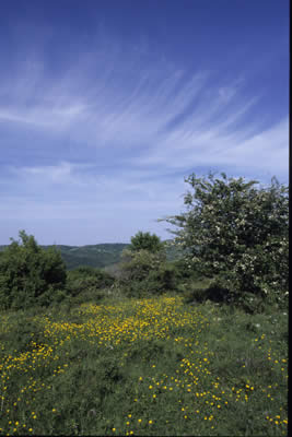 Prato in fiore sul versante di Seggiano